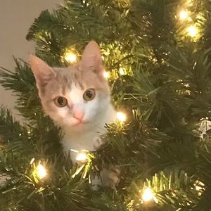 Meet your Posher, Deanne